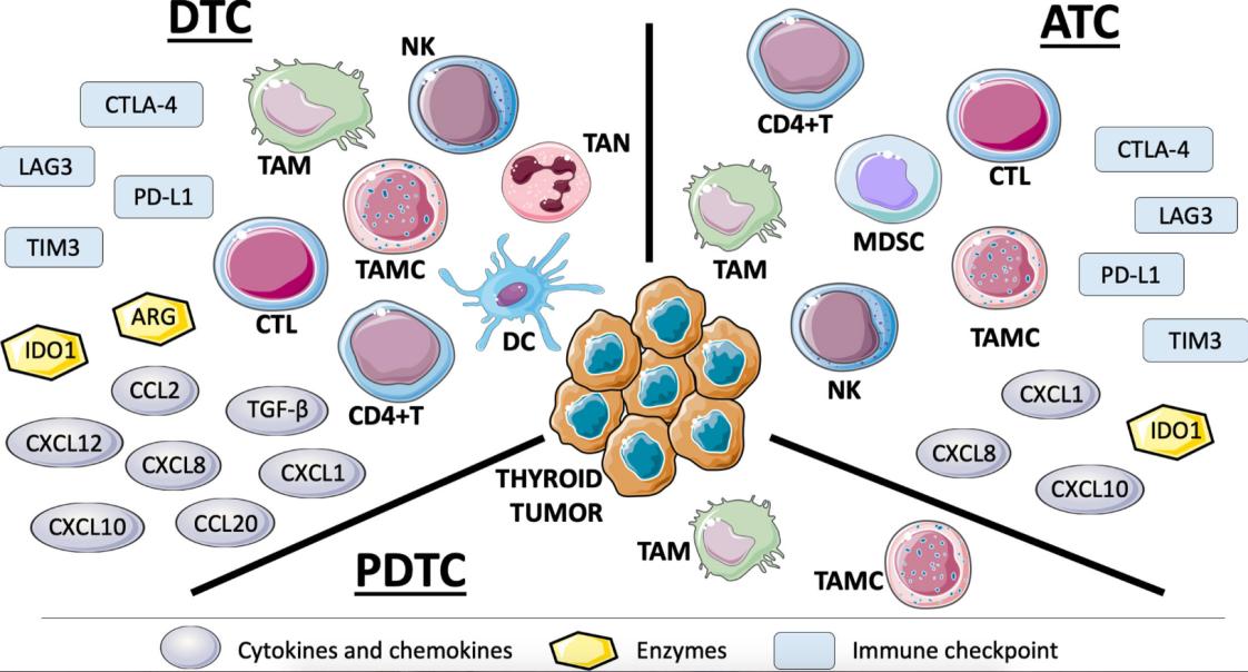 Tumor microenvironment of thyroid tumor histotypes.