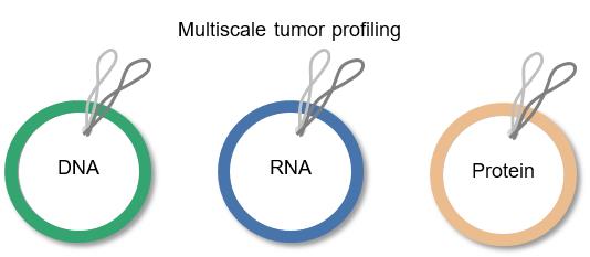 Multiscale tumor profiling