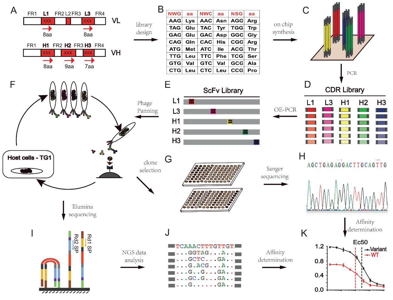 Fig.1 A schematic of phage display based affinity maturation process.