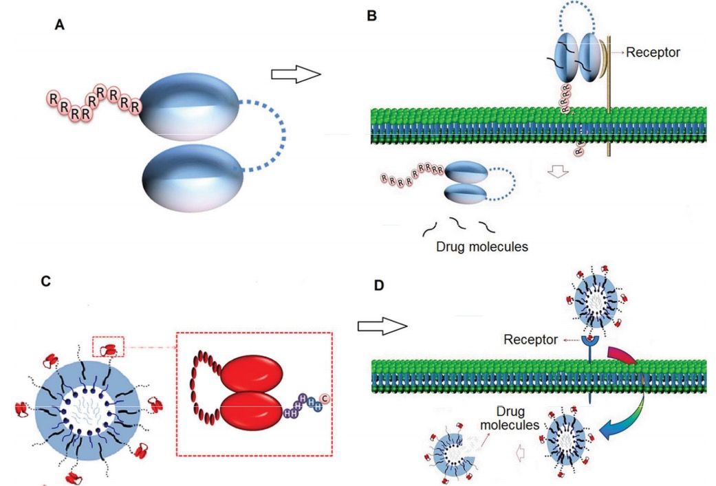 Fig. 1 Drug delivery mechanisms of direct internalizing scFv-based strategies. (Safdari, et al., 2016)