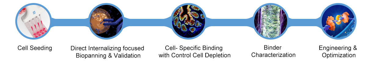 Workflow of Direct Internalizing IntraMab Discovery Service