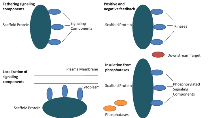 Fig. 1 An example of scaffold protein functions. (from Wiki, under Open Access license CC BY-SA 3.0, https://commons.wikimedia.org/wiki/File:Scaffold_Function.jpg)
