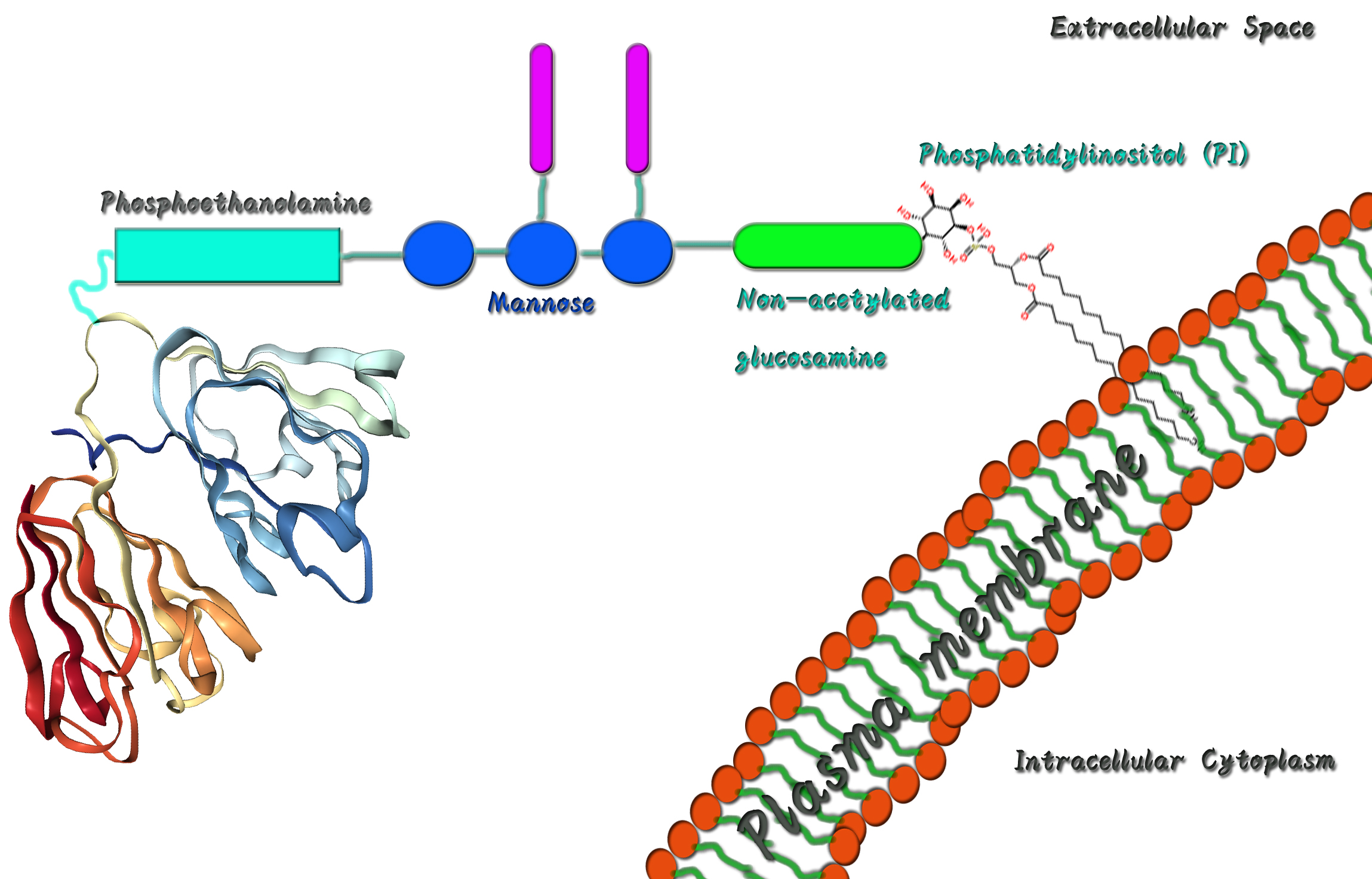 Fig. 1 A sketch map of extracellular plasma membrane-anchored intrabody. (Creative Biolabs Original)