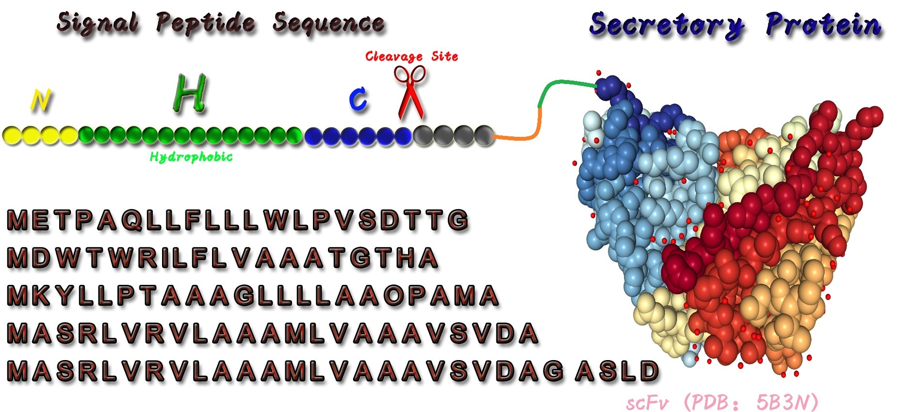 Fig. 1 A sketch map of scFv-singal peptide fusion protein. (Creative Biolabs Original)