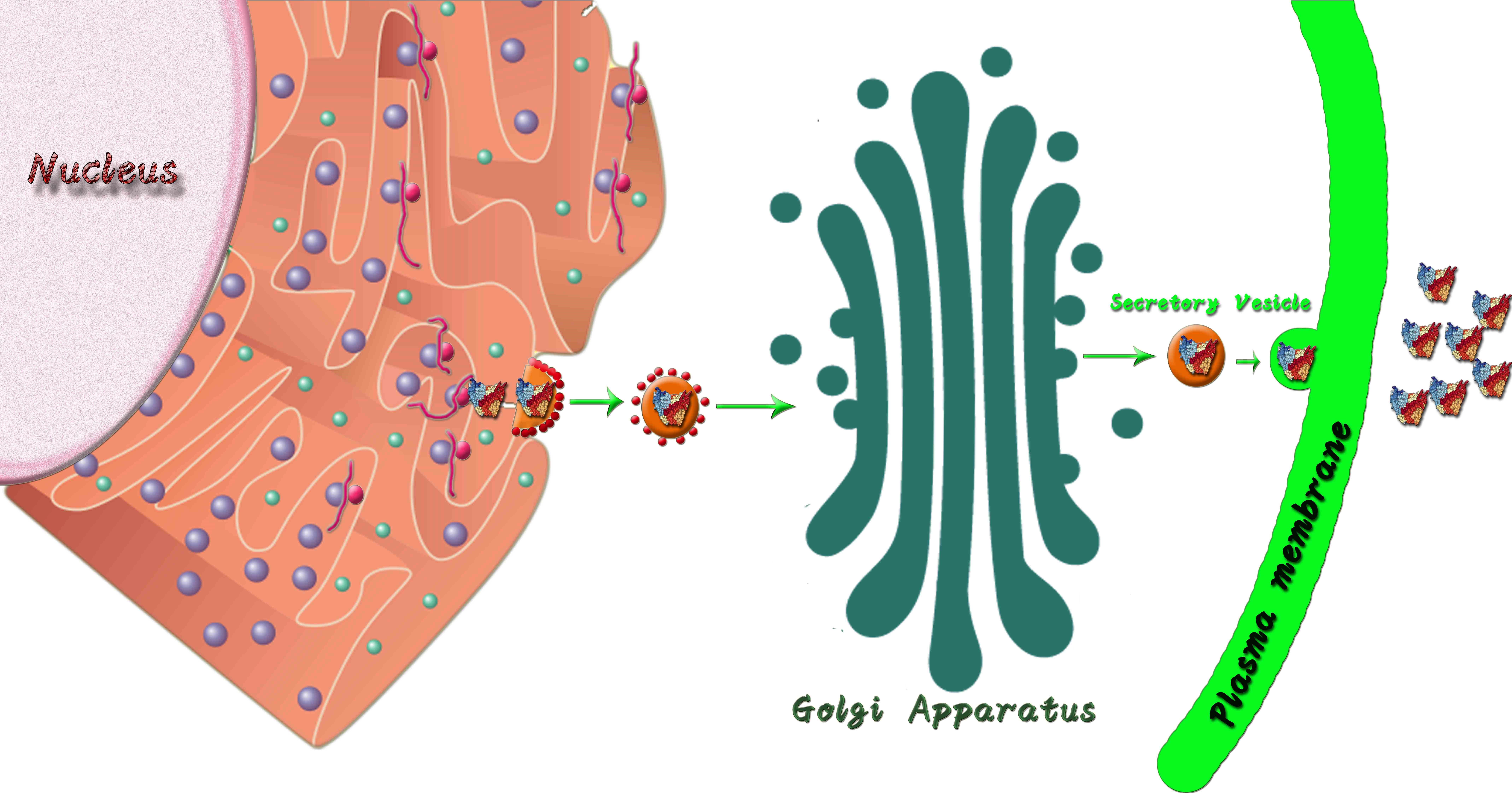 Fig. 2 A sketch map of classical ER-Golgi secretory pathway. (Creative Biolabs Original)
