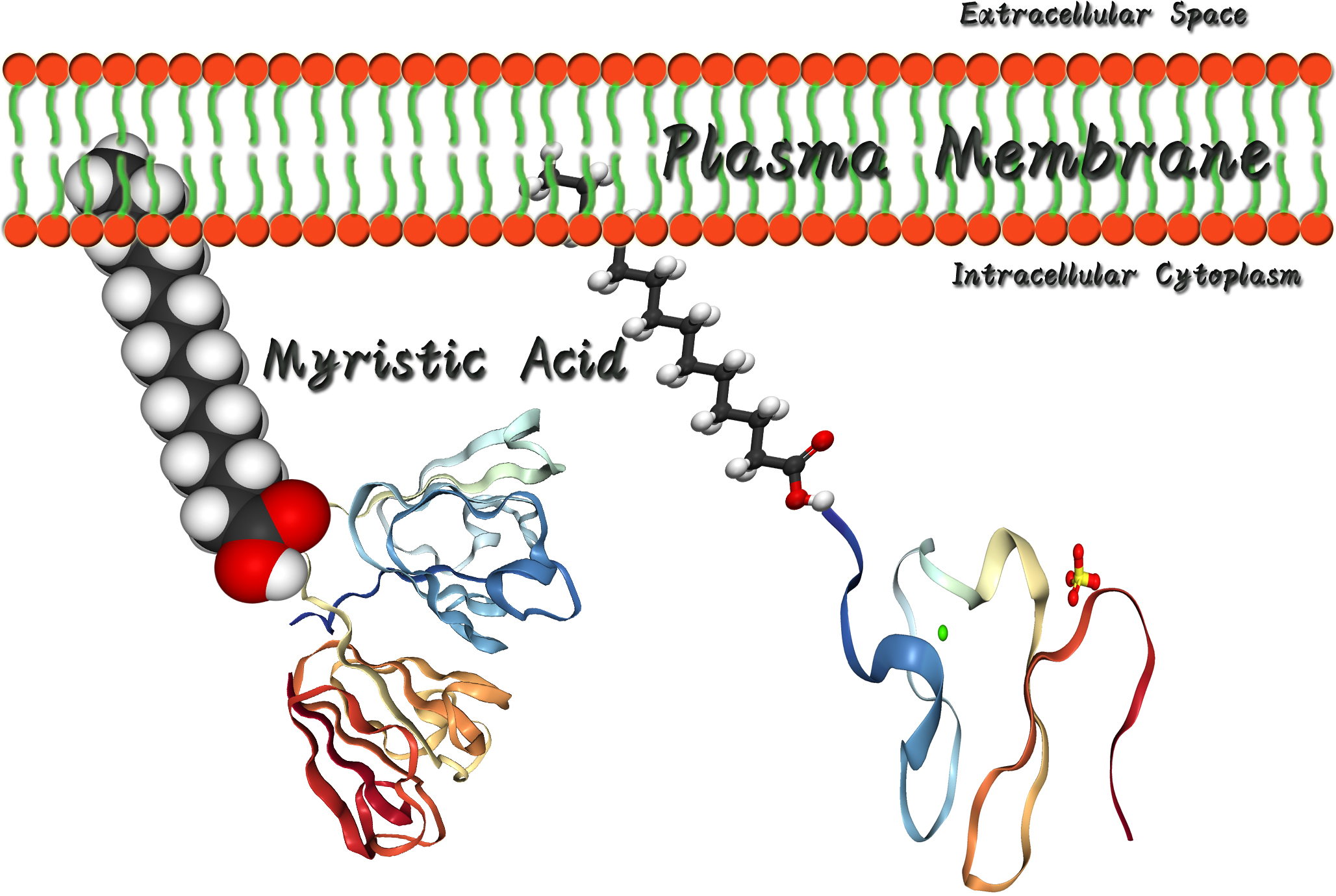 Fig. 1 A sketch map of intracellular plasma membrane-anchored intrabody. (Creative Biolabs Original)