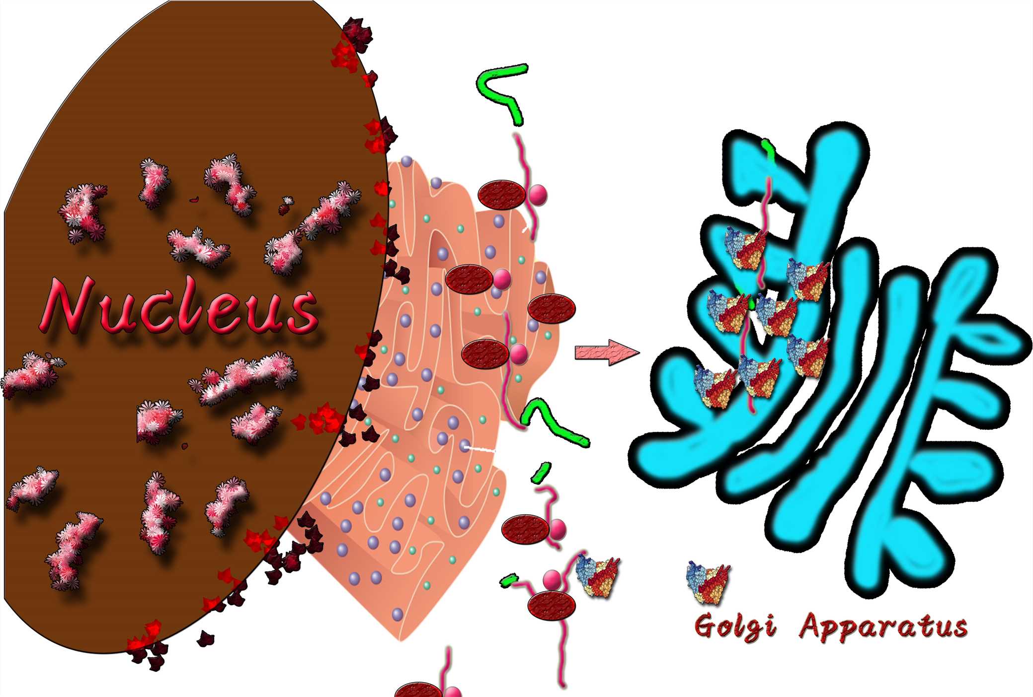 Fig. 1 A sketch map of Golgi targeting intrabody. (Creative Biolabs Original)