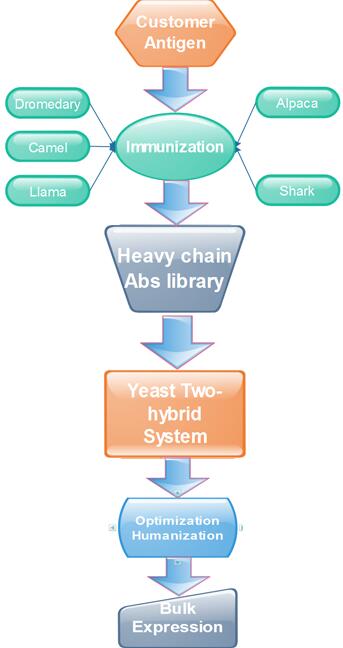 Fig. 1 Intracellular sdAb development process. (Creative Biolabs Original)