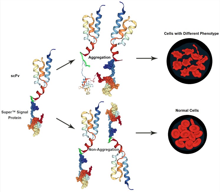 Fig. 1 A sketch map of non-Aggregate intrabody screening process. (Creative Biolabs Original)