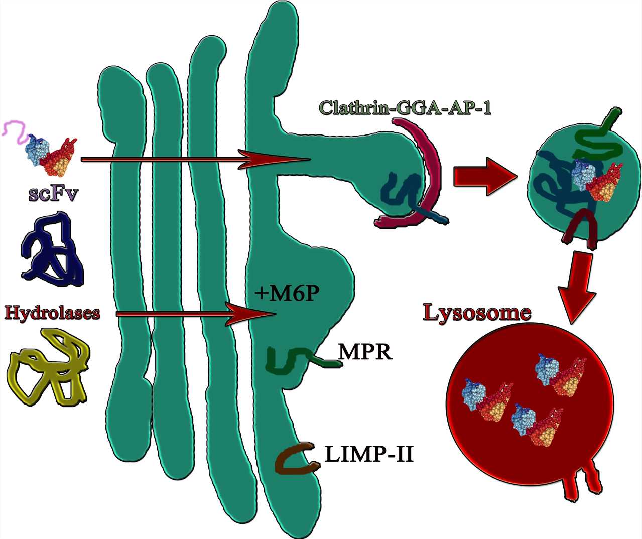 Fig. 1 A sketch map of lysosomal targeting intrabody. (Creative Biolabs Original)