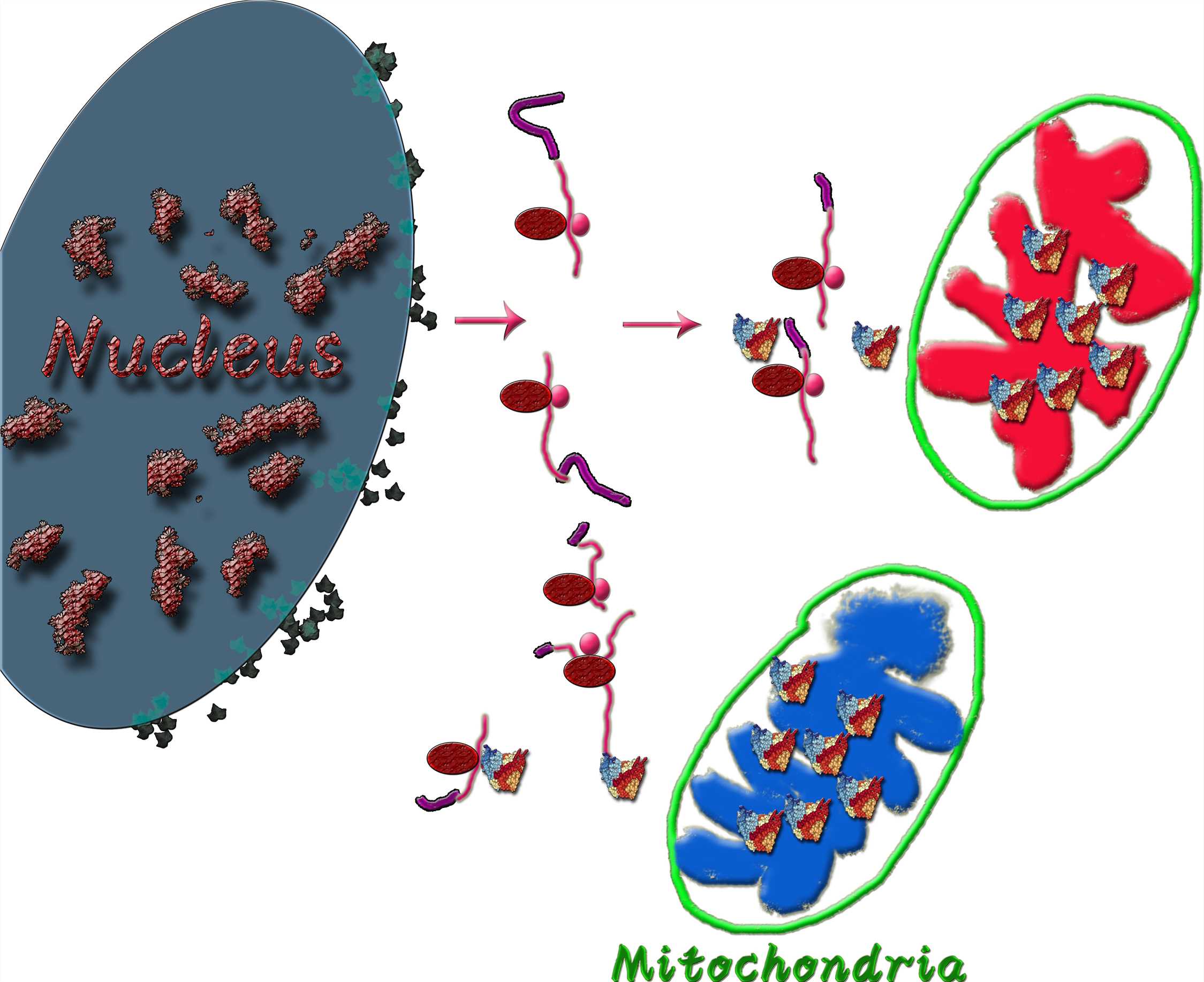 Fig. 1 A sketch map of mitochondria matrix targeting intrabody. (Creative Biolabs Original)
