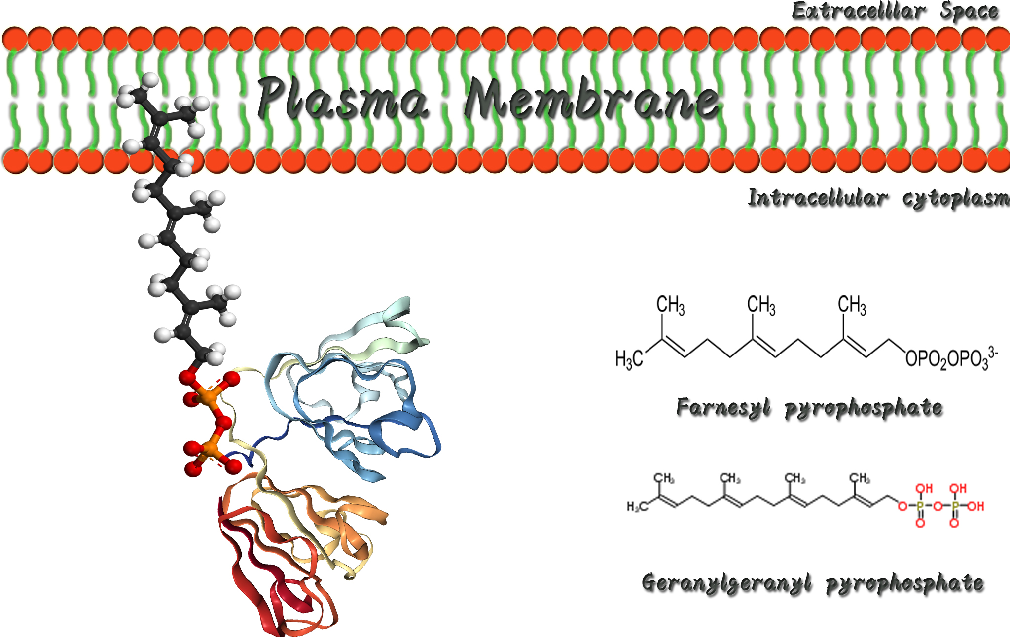 Fig. 1 A sketch map of intracellular plasma membrane-anchored intrabody. (Creative Biolabs Original)