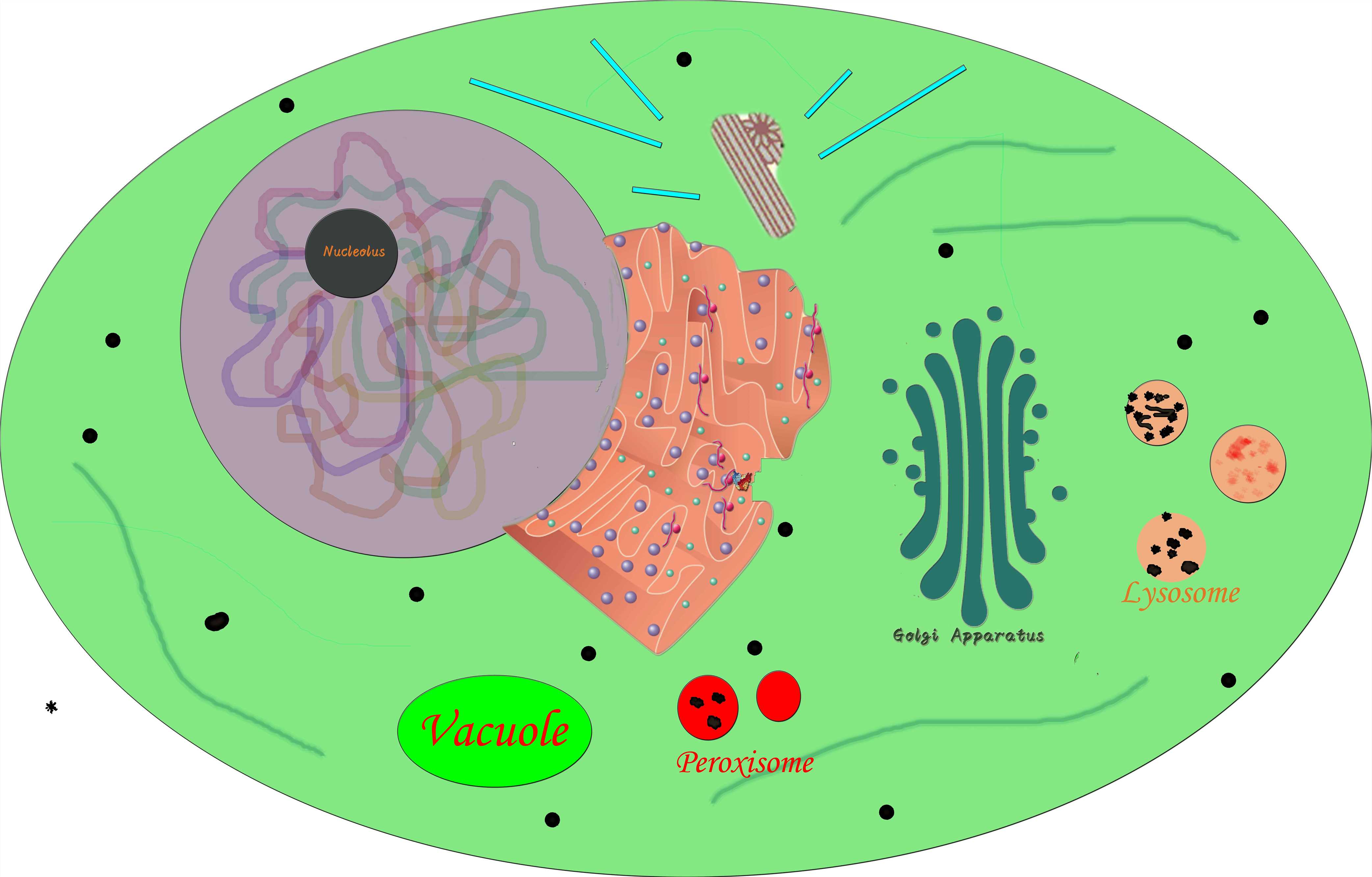 Fig. 1 A sketch map of intracellular compartments. (Creative Biolabs Original)