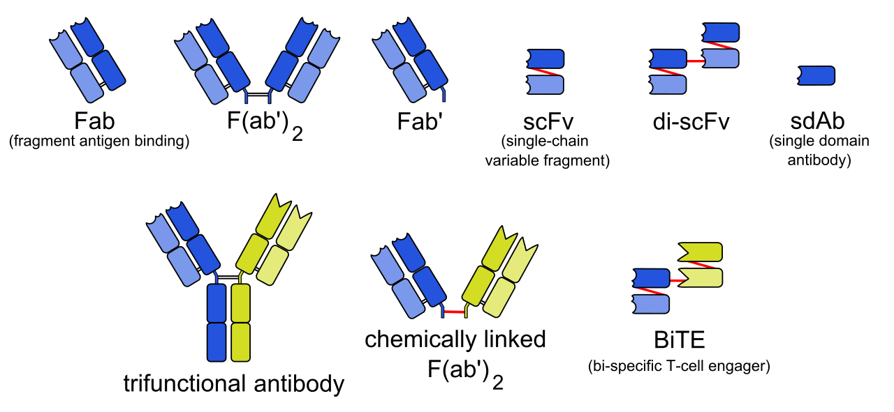 Fig. 1 An example of different antibody formats. (from Wiki, public domain, https://commons.wikimedia.org/wiki/File:Engineered_monoclonal_antibodies.svg)