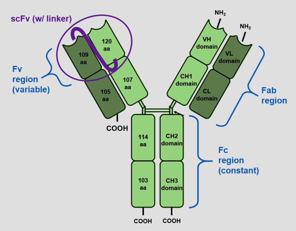 Fig.1 IgG derived VH and VL. (from Wiki, public domain, https://commons.wikimedia.org/wiki/File:Anatomy_of_an_IgG.png)