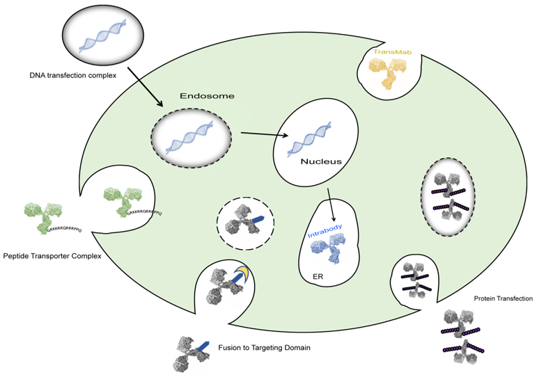 Fig. 1 Major deliver pathways of antibodies into cells. (Creative Biolabs Originial)