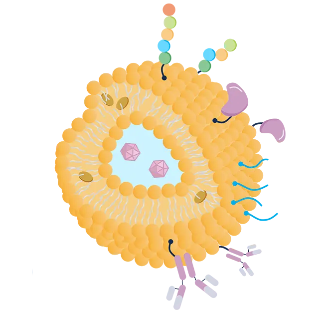 Fig.1 Lipid-based Drug Delivery. (Creative Biolabs Original)