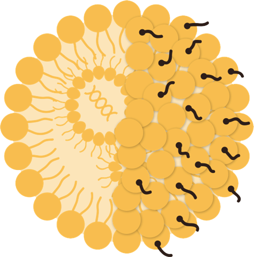 Fig.2 Lipid-based Drug Delivery. (Creative Biolabs Original)