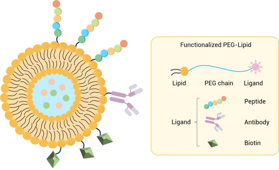 Develop functionalized liposomes using functionalized lipids. (Creative Biolabs Original)