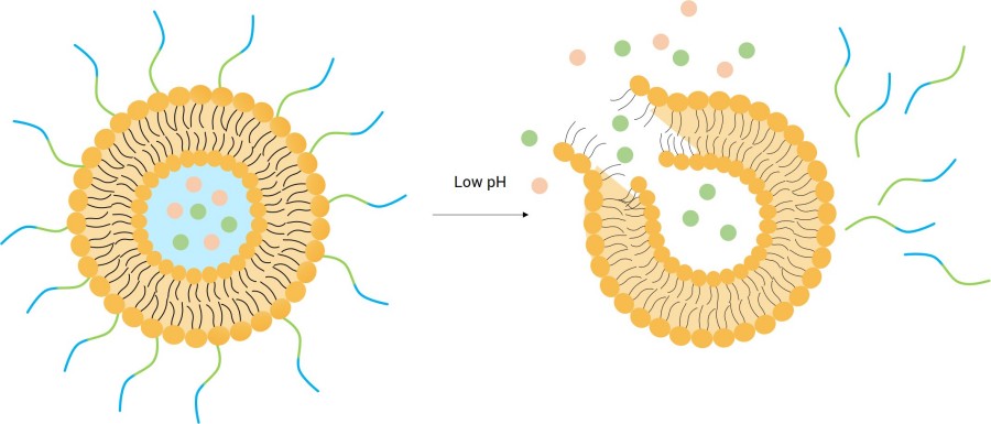 Ph-responsive liposomes release drugs under specific pH conditions. (Creative Biolabs Original) 