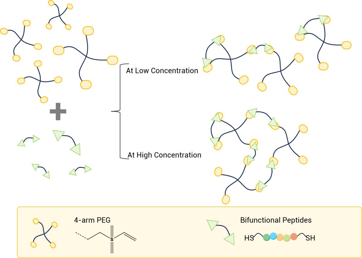 Multimeric PEG and peptide conjugation. (Creative Biolabs Original)