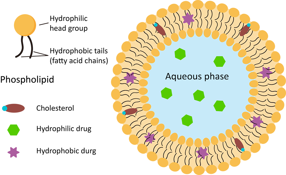 Fig. 1 A schematic illustration of conventional liposome structures. (Creative Biolabs Original)