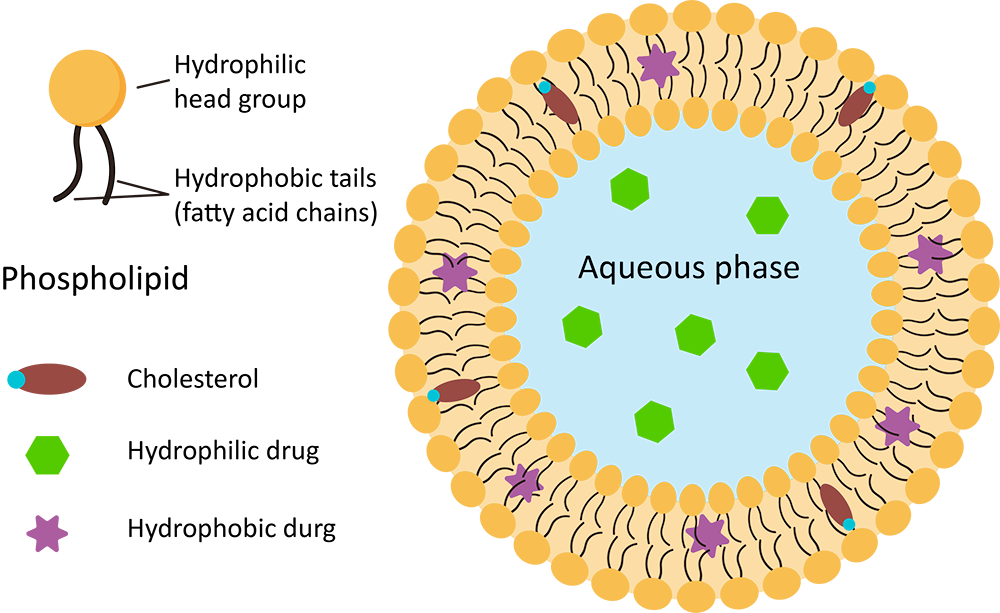 Structure of conventional liposome