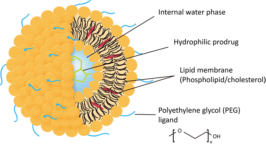 Fig. 1 Schematic of PEGylation for long circulating liposome. (Creative Biolabs Original)