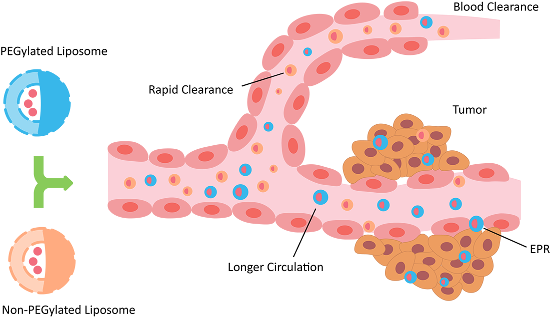 Fig. 2 Pharmacokinetic Profile of PEGylated Liposomes. (Creative Biolabs Original)