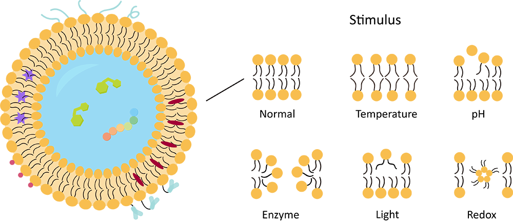 Fig.1 Stimuli-responsive liposomes for drug delivery. (Creative Biolabs Original)