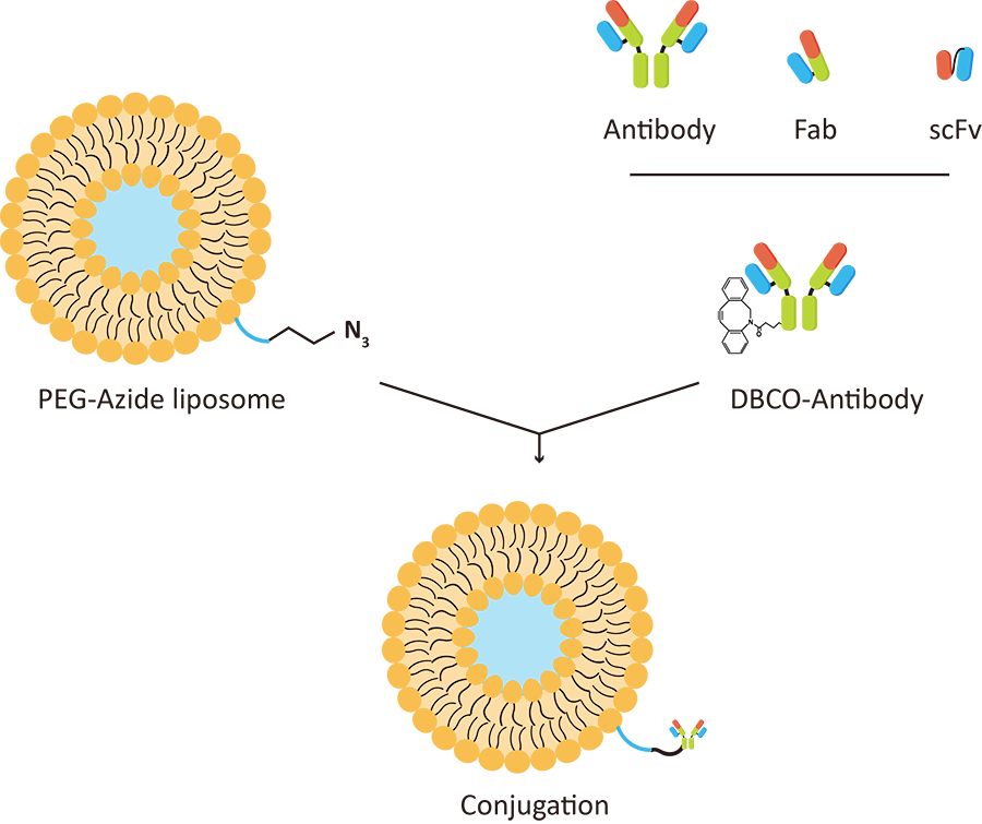 Fig.1 Strategies to conjugate monoclonal antibodies or their fragments to liposomes. (Creative Biolabs Original)