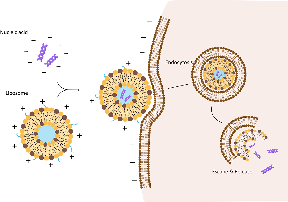 Fig. 1 Mechanisms of cationic liposome formation and cellular uptake. (Creative Biolabs Original)