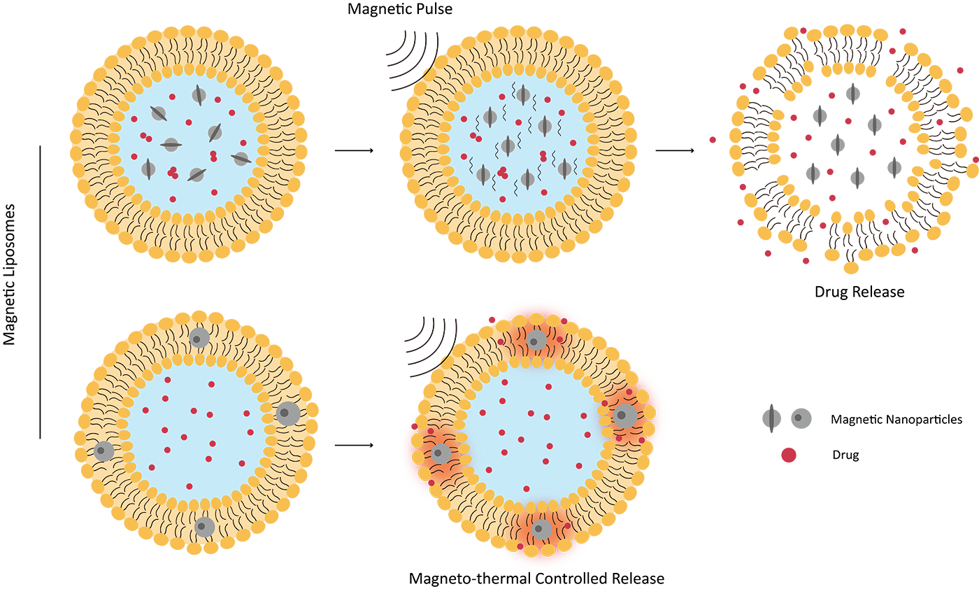 Fig. 2 A schematic illustration of magnetic liposome structures. (Creative Biolabs Original)