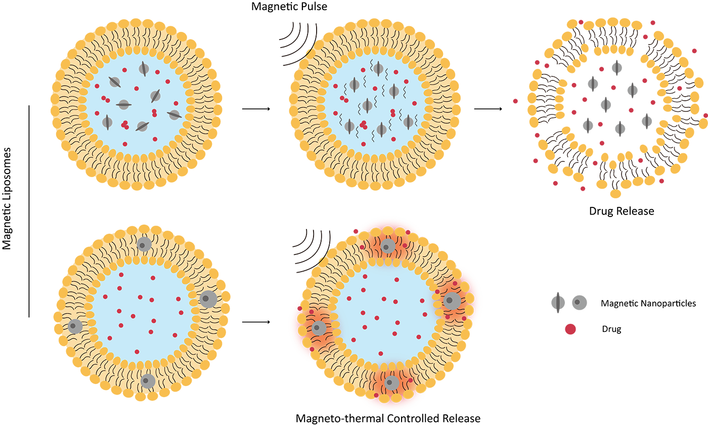 Fig.1 Structure of magnetic liposome. (Creative Biolabs Original)