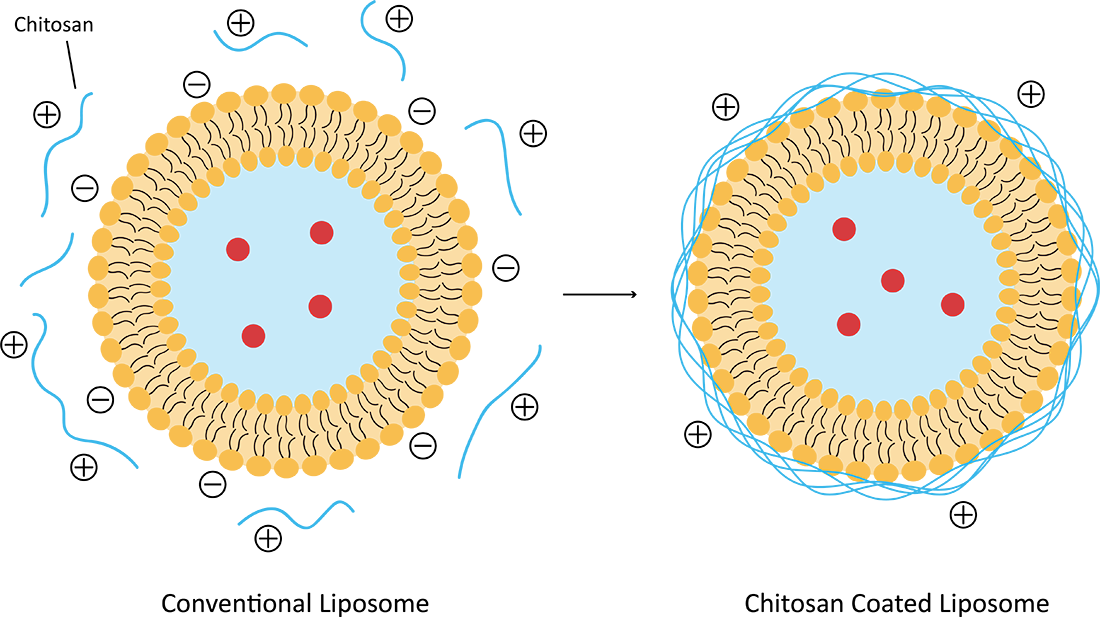 Fig.1 Structure of chitosan coated liposome. (Creative Biolabs Original)