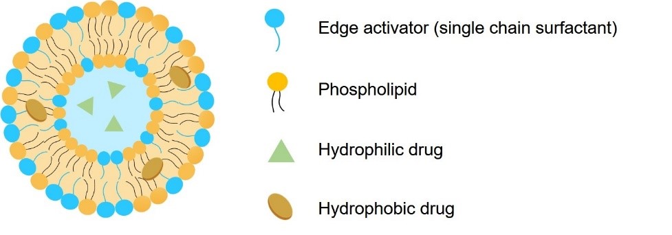 The structure of transfersomes. (Creative Biolabs Original)