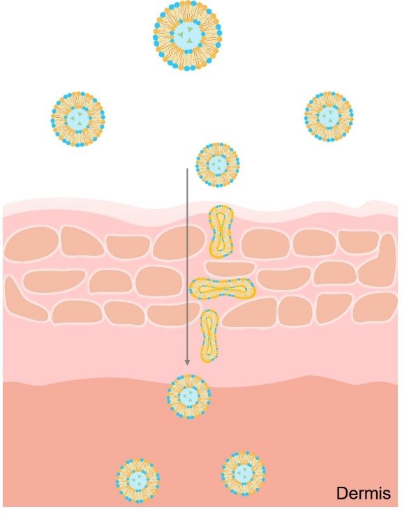 The mechanism of action of transfersomes. (Creative Biolabs Original)