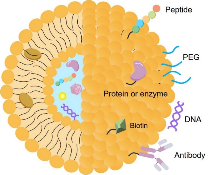 Related services-functionalized liposome development. (Creative Biolabs Original)