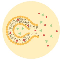 Related services-in vitro release studies. (Creative Biolabs Original)