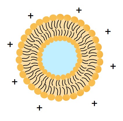 Related services-Cationic liposome development. (Creative Biolabs Original) 