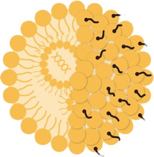 Related services-LNP development. (Creative Biolabs Original) 