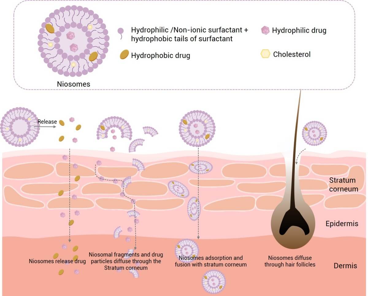Niosomes are suitable for transdermal drug delivery. (Creative Biolabs Original)