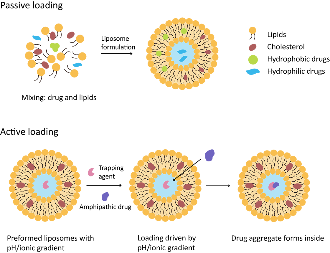 Fig. 1 Two major methods for liposomal drug loading. (Creative Biolabs Original)