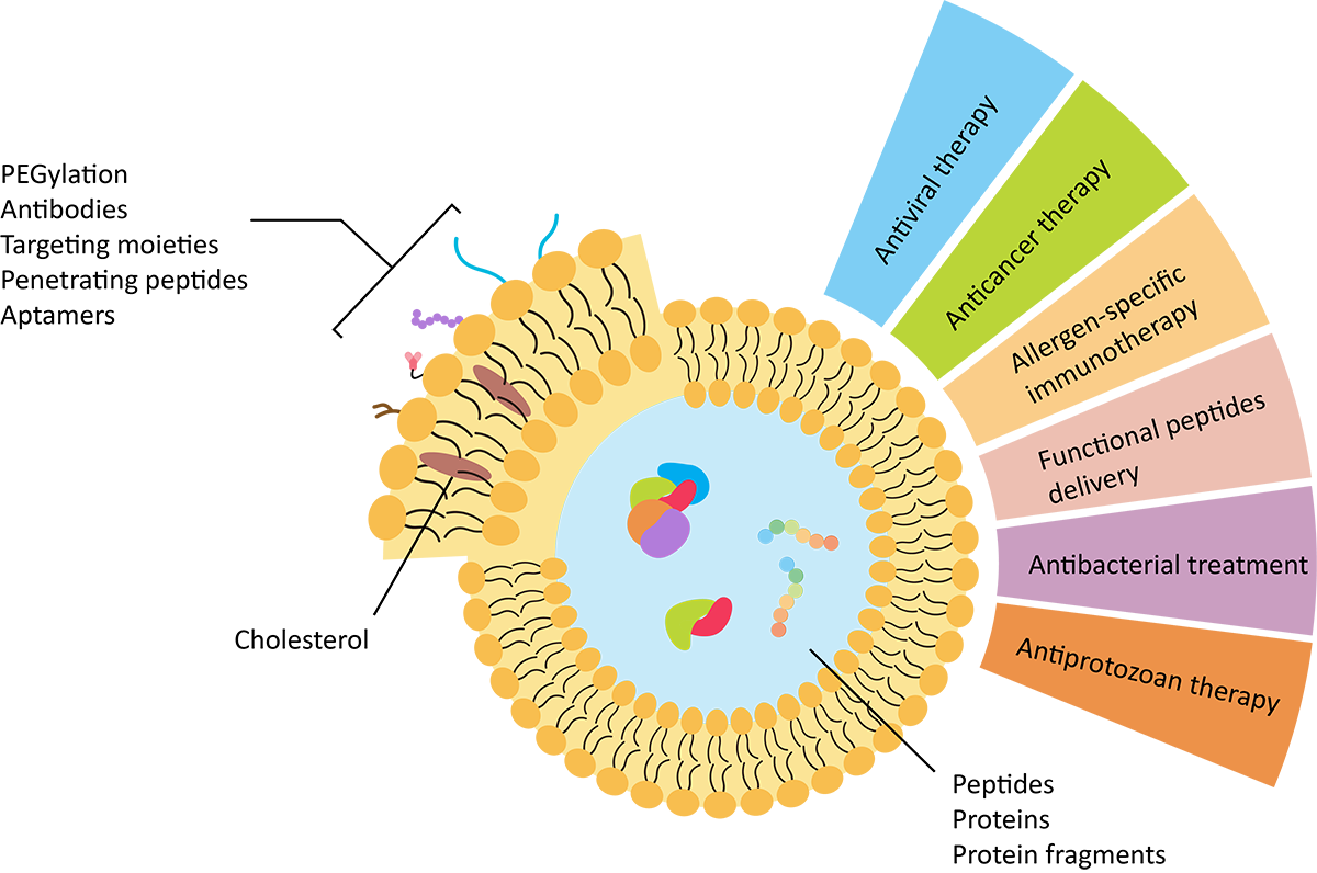 Fig.2 Scheme of different protein delivery systems. (Creative Biolabs Original)