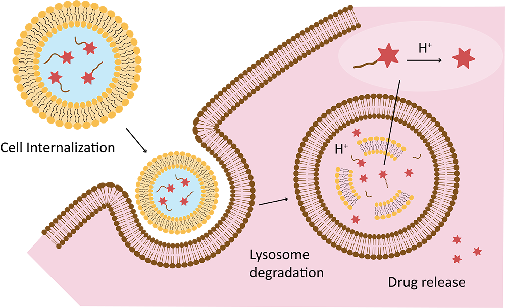Fig.2 Cellular uptake and drug release of prodrug liposome. (Creative Biolabs Original)