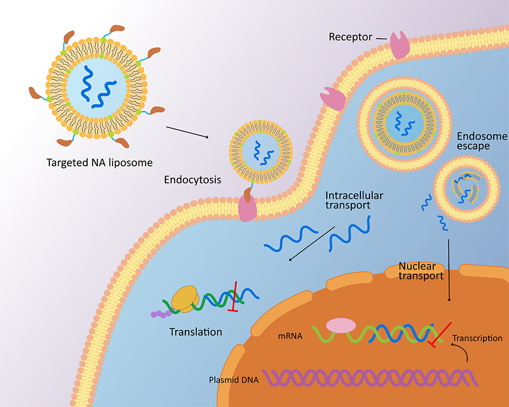Fig.1 Schematic illustration of liposome-based antisense-oligonucleotides delivery to the cells. (Creative Biolabs Original)