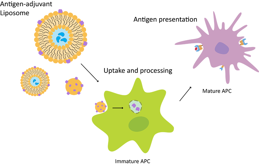 Fig. 2 Role of liposomal adjuvant in specific immune response. (Creative Biolabs Original)