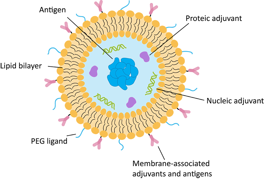 Fig. 1 Liposome showing incorporation of various compounds. (Creative Biolabs Original)