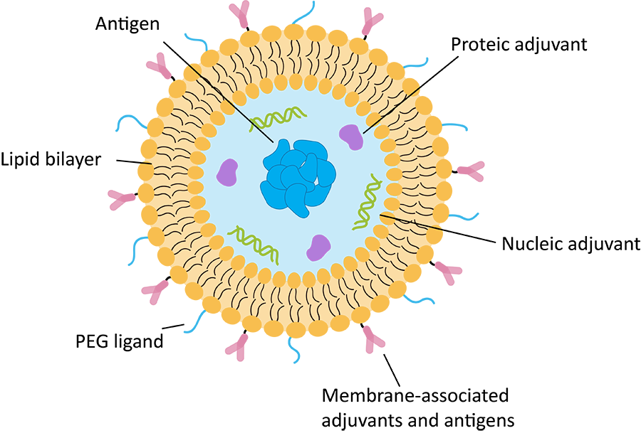 Fig.2 Schematic of a liposome showing the versatility of incorporation of various compounds. (Creative Biolabs Original)