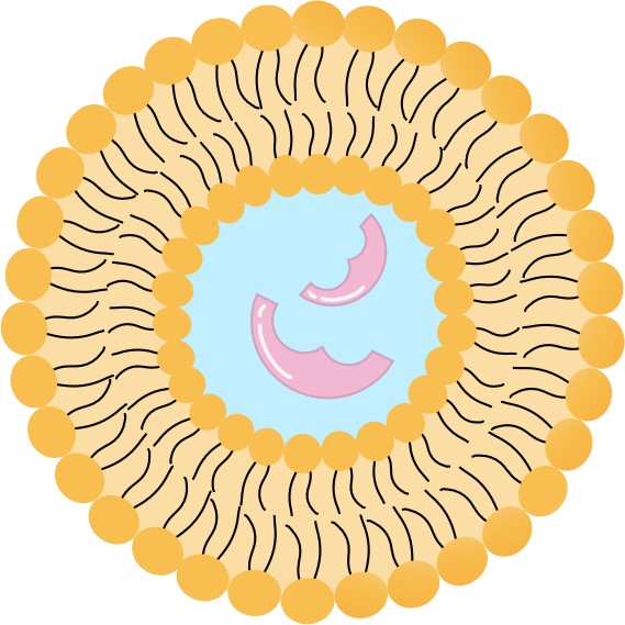 Schematic diagram of liposomes encapsulated with enzymes. (Creative Biolabs Original) 